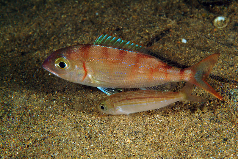 Vogliamo stare vicini vicini... (Pagellus erythrinus)